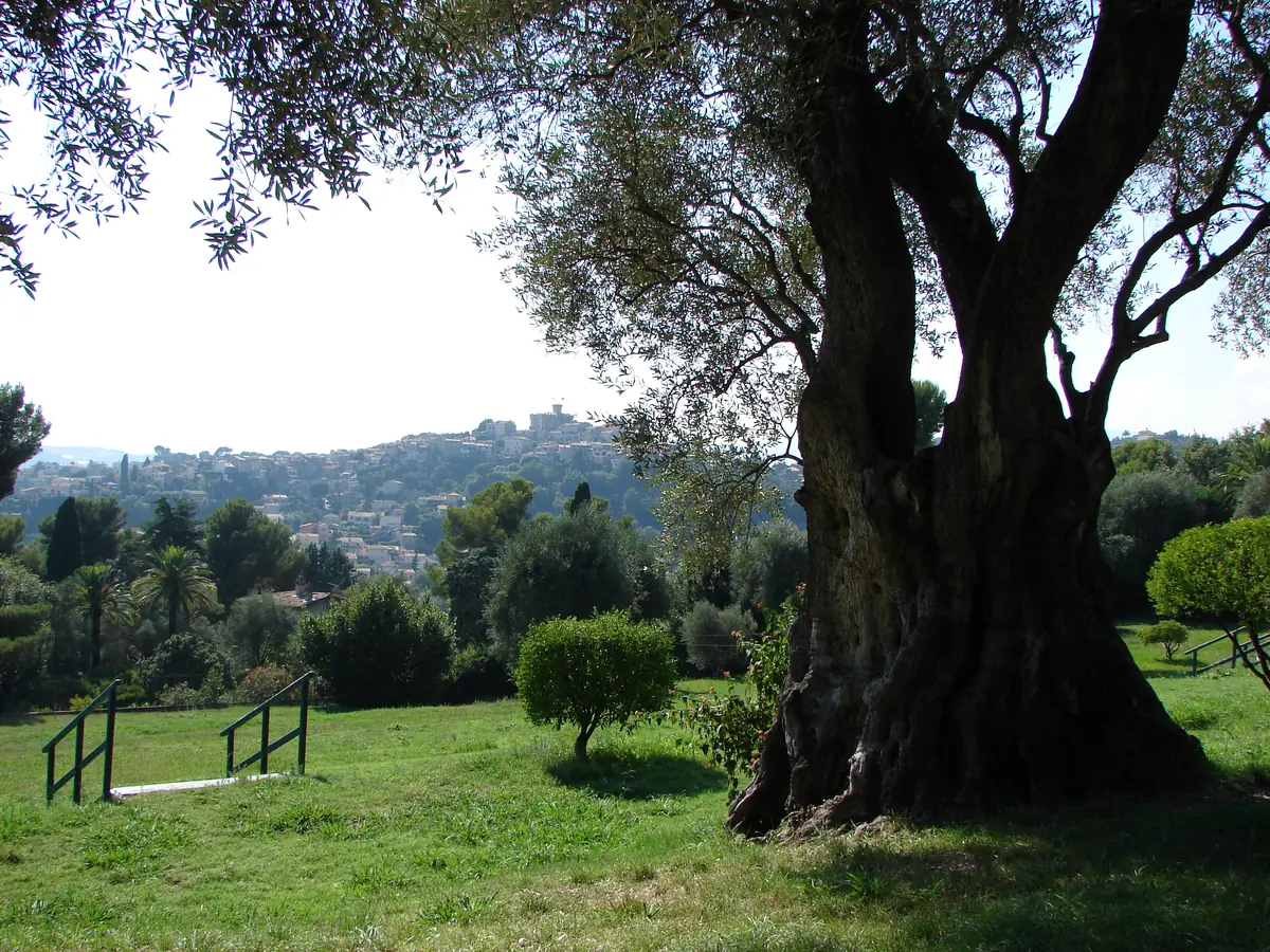 Un olivier centenaire du domaine des Collettes, avec le village du Haut-de-Cagnes au loin