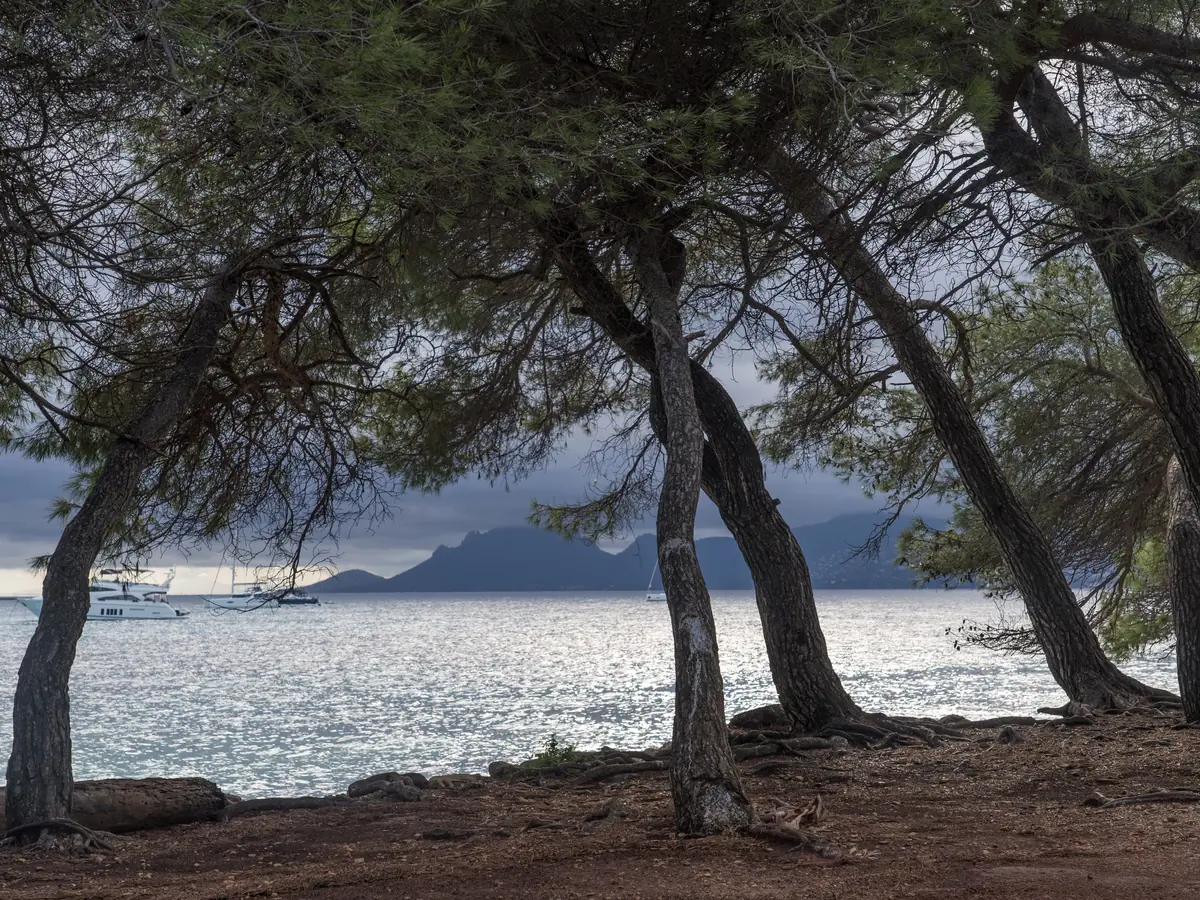 Pins parasols et mer sur l'île Sainte-Marguerite, îles de Lérins