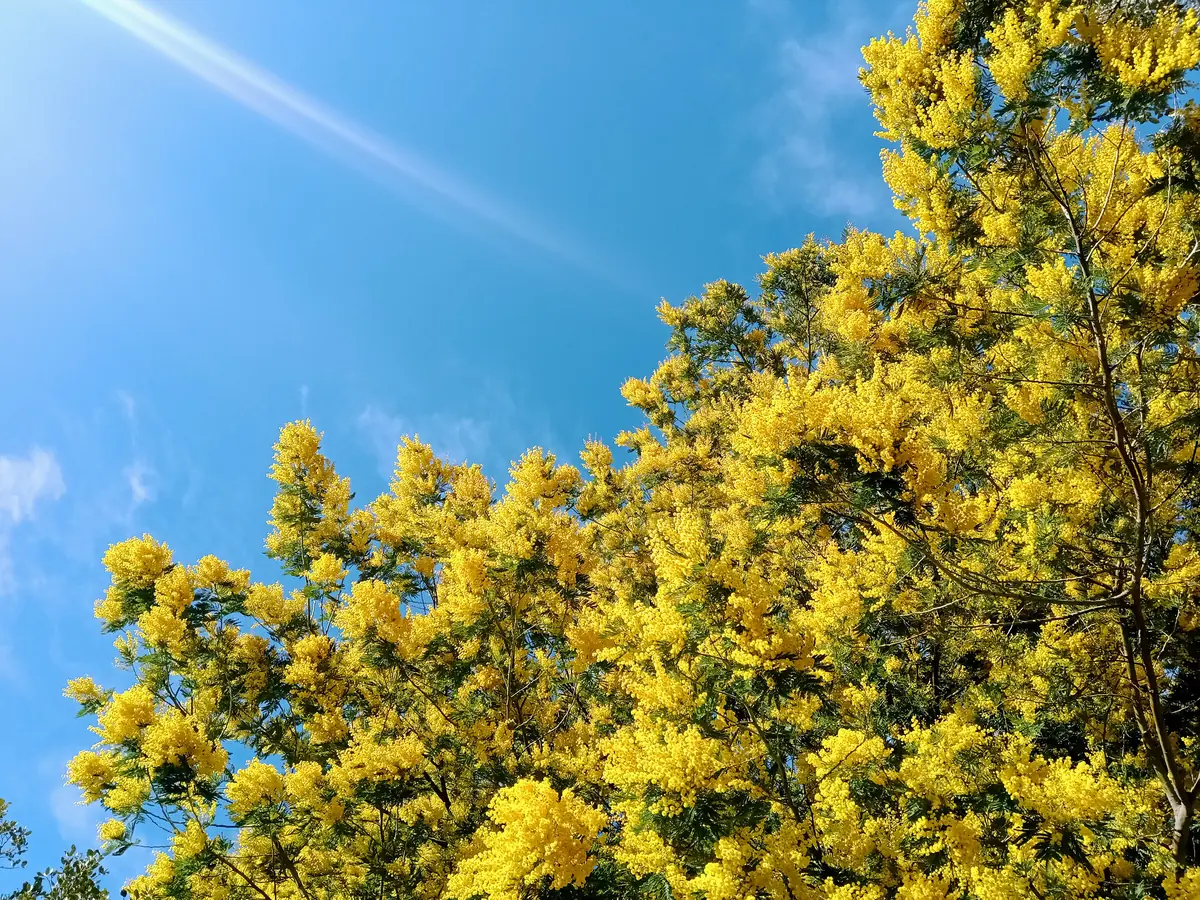 Mimosa en fleurs à Mandelieu-la-Napoule, grappes jaunes sur fond de ciel bleu