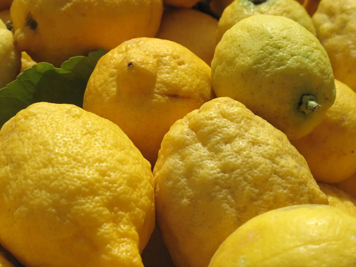 Citrons de Menton en gros plan sur un étal