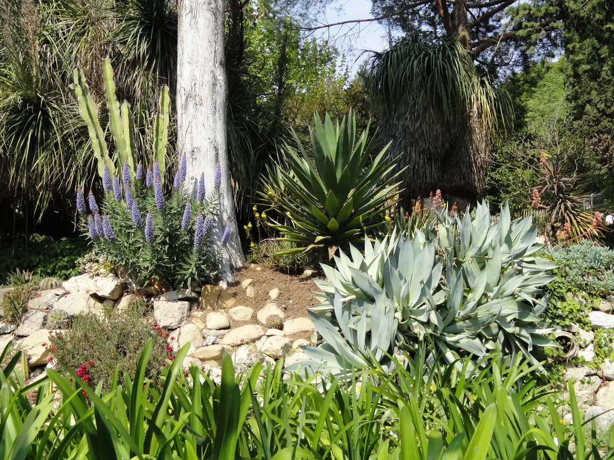 Terrasse plantée d'agaves et de plantes rares au jardin Serre de la Madone