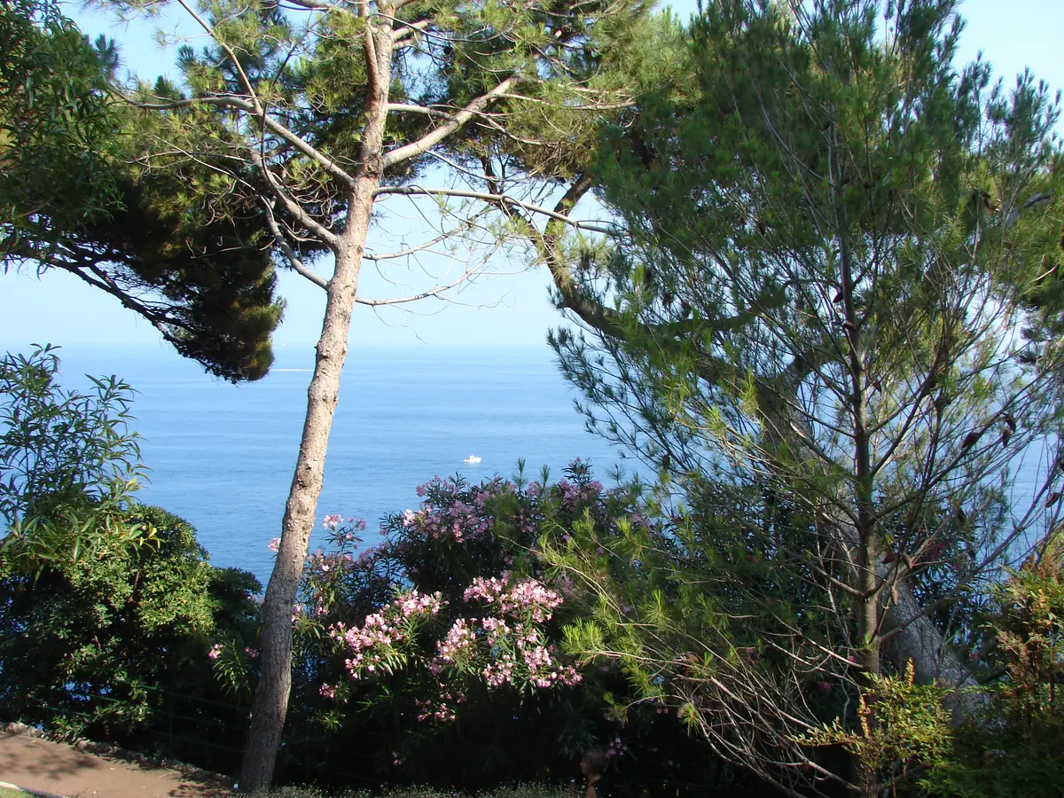 Pin parasol et mer dans les jardins Saint-Martin, sur le Rocher de Monaco