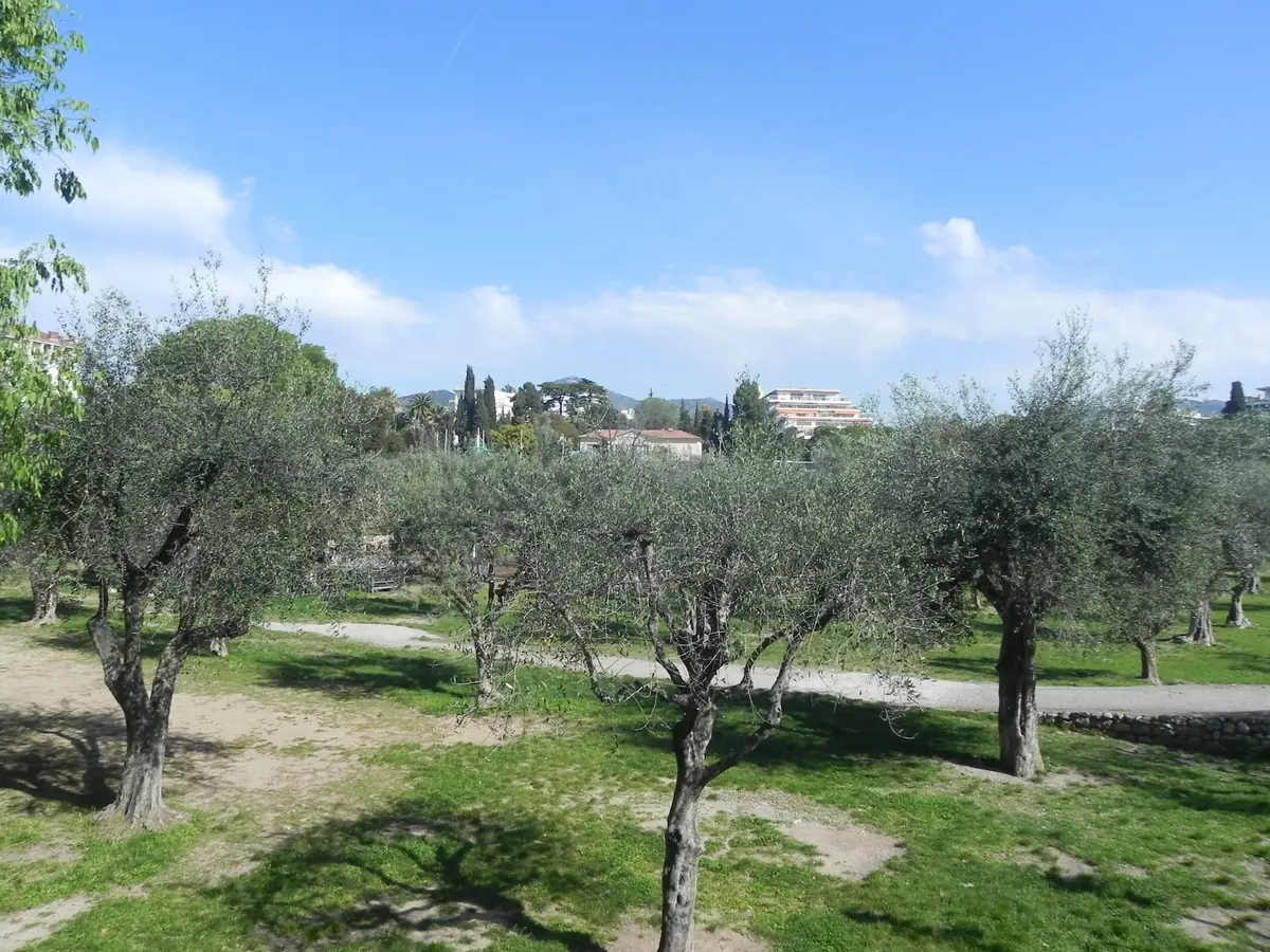 Les oliviers du parc des Arènes de Cimiez à Nice