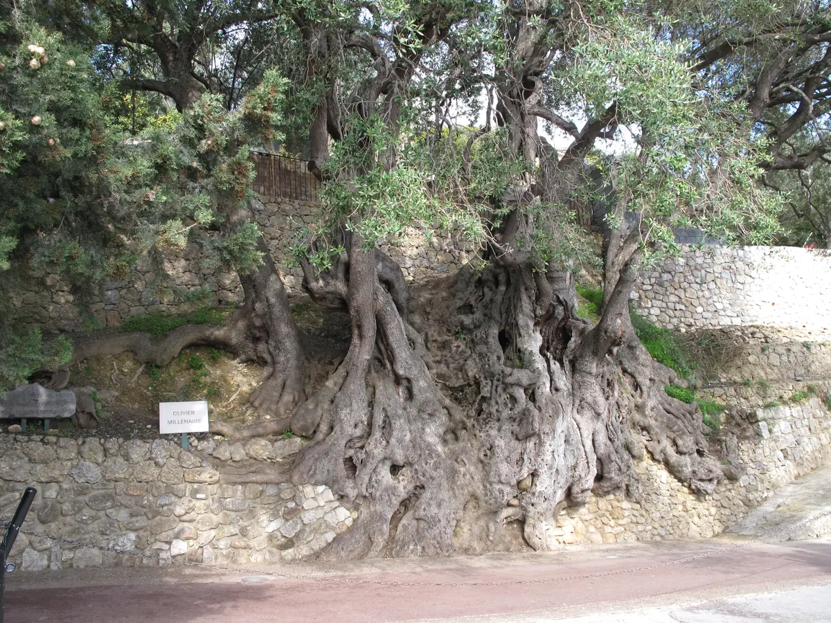 Le tronc de l'olivier millénaire de Roquebrune-Cap-Martin