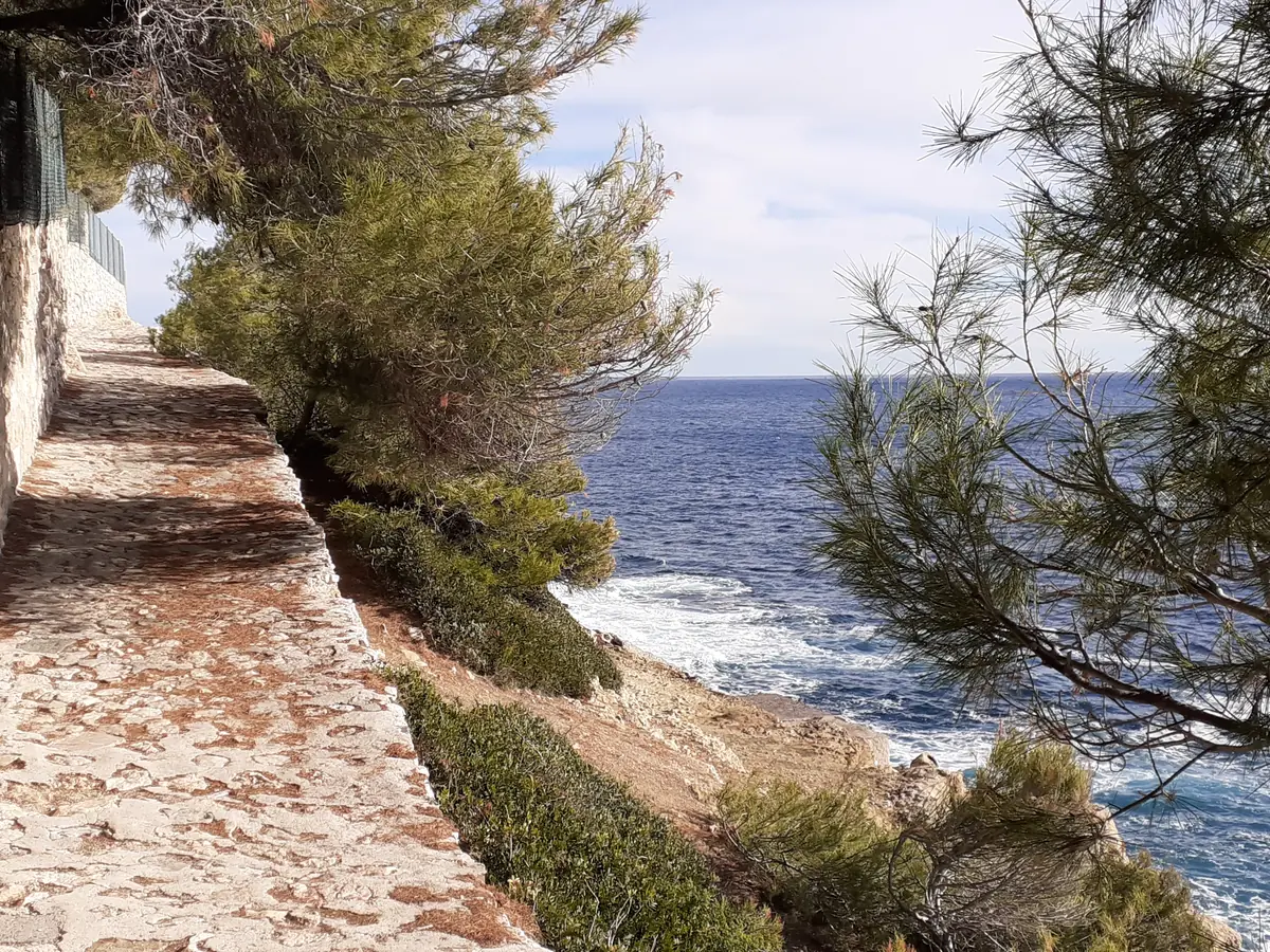 Le sentier du littoral du cap Ferrat, chemin bordé de pins au-dessus de la mer