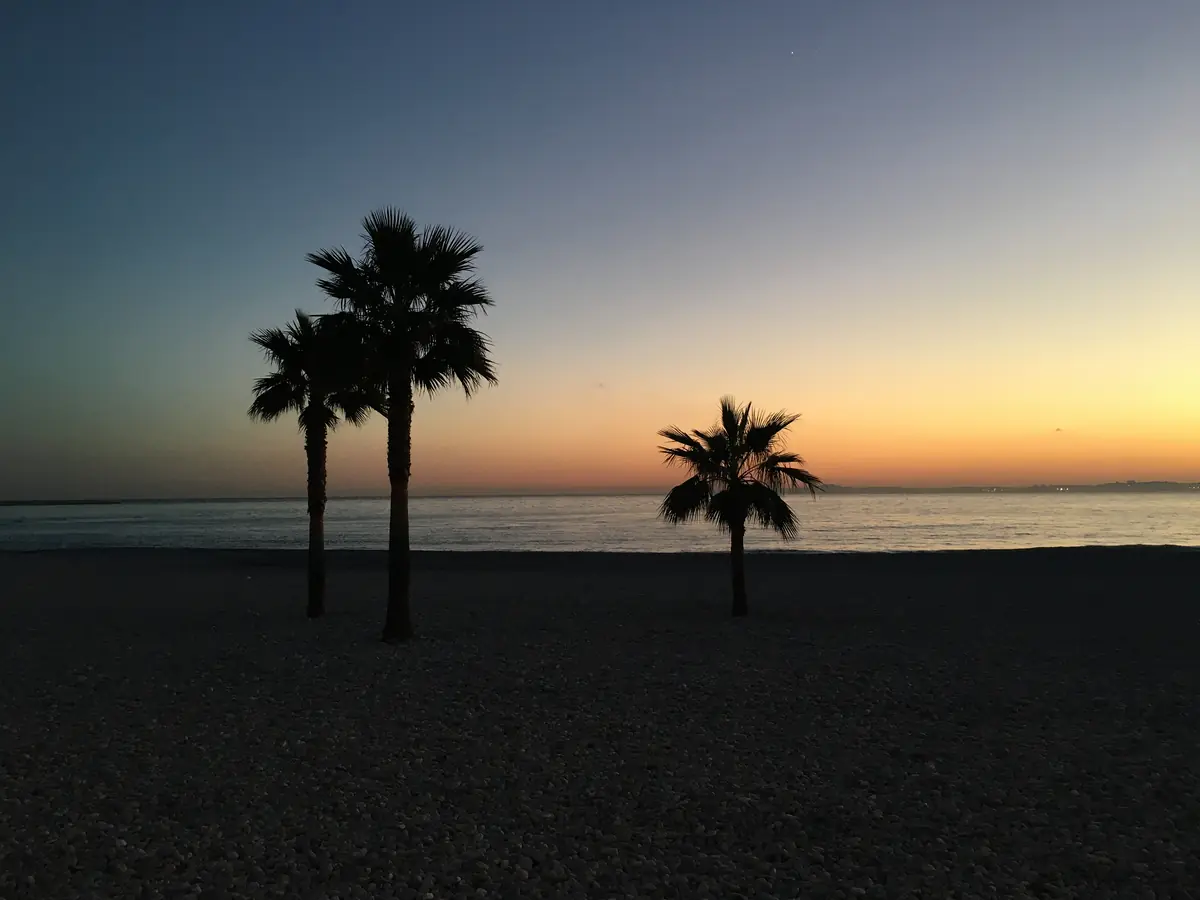 Palmiers sur la plage de Saint-Laurent-du-Var au coucher du soleil