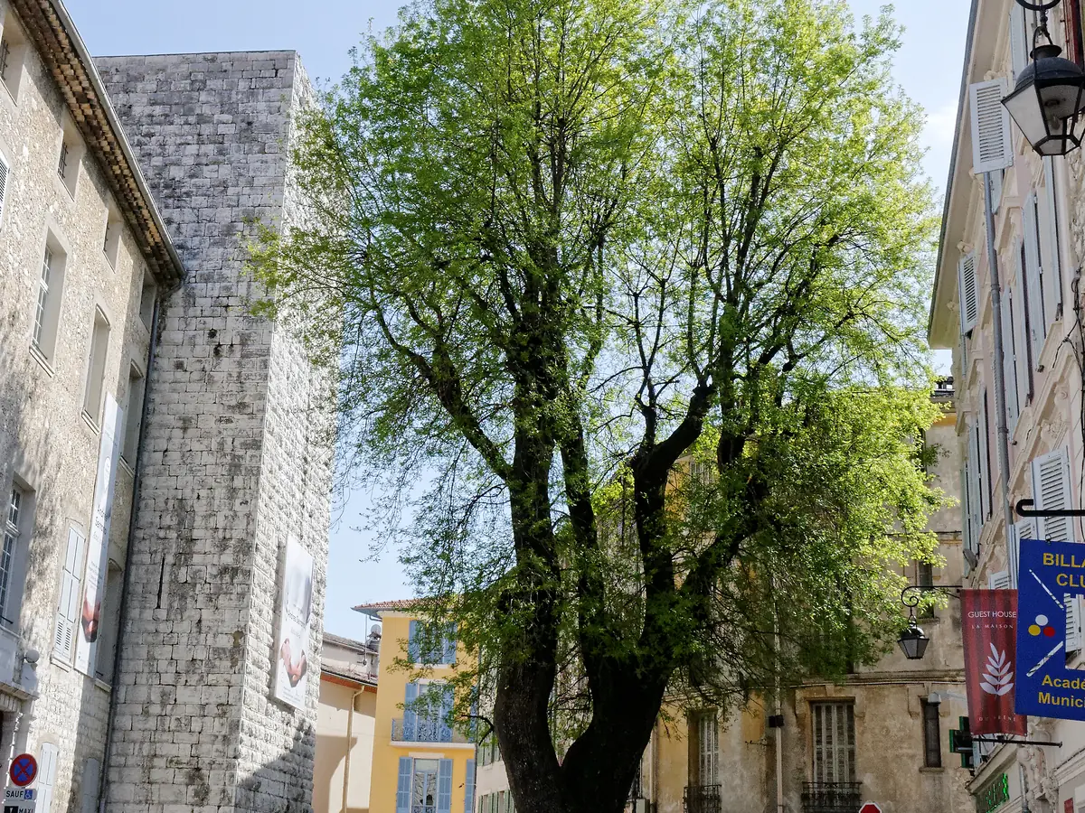 Le frêne de François Ier sur la place du Frêne à Vence, devant le château